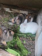 Konijnen te koop, Dieren en Toebehoren