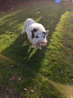 Gratis hangbuikvarken, Dieren en Toebehoren, Schapen, Geiten en Varkens