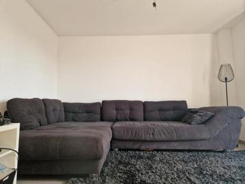 Zwarte Hoekzetel  beschikbaar voor biedingen