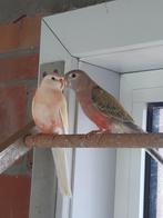 Jonge bourkes 2025, Dieren en Toebehoren, Vogels | Parkieten en Papegaaien, Parkiet, Geringd