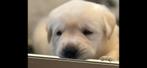 Zwarte en Blonde Labrador pups beschikbaar, Dieren en Toebehoren, Honden | Retrievers, Spaniëls en Waterhonden, België, Fokker | Hobbymatig