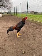 Hint shamo, Mâle, Poule ou poulet