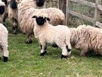 Kudde van 11 Walliser Schwarznase, Dieren en Toebehoren, Schapen, Geiten en Varkens, Meerdere dieren, Schaap, 3 tot 5 jaar