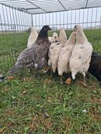Jonge hennen en hanen., Dieren en Toebehoren, Pluimvee, Meerdere dieren, Kip