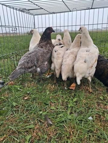 Jonge hennen en hanen. beschikbaar voor biedingen