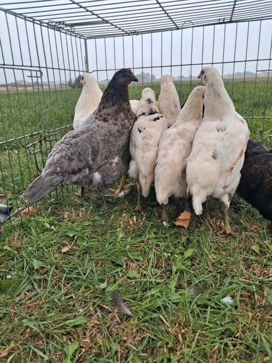 Jonge hennen en hanen., Dieren en Toebehoren, Pluimvee, Kip, Meerdere dieren
