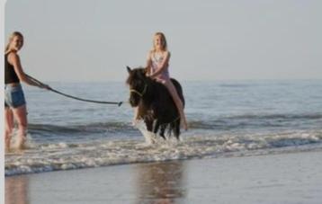 shetlandpony merrie, Dieren en Toebehoren, Merrie, Minder dan 160 cm, Gechipt, Zadelmak
