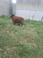 Te koop ooi, Dieren en Toebehoren, Schapen, Geiten en Varkens