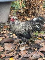 Handtamme sierhaantjes, Dieren en Toebehoren, Vogels | Parkieten en Papegaaien
