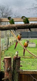 Pyrrhura nog 5 beschikbaar, Dieren en Toebehoren, Vogels | Parkieten en Papegaaien