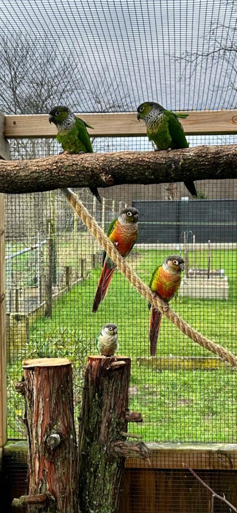 Pyrrhura nog 5 beschikbaar, Dieren en Toebehoren, Vogels | Parkieten en Papegaaien
