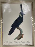 Elegante gravure van de Black Jay met een witte kraag, Antiek en Kunst, Ophalen of Verzenden