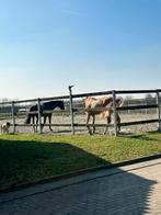 Halve stal gezocht, Dieren en Toebehoren, Stalling en Weidegang