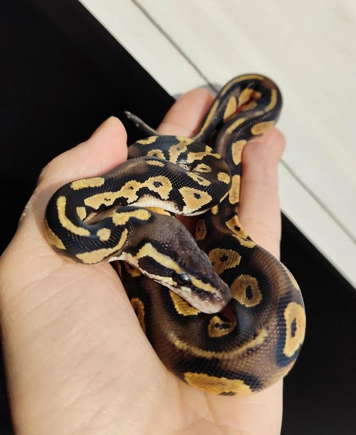 Python regius - Pastel Blackhead het. DG, Dieren en Toebehoren, Reptielen en Amfibieën, Slang, 0 tot 2 jaar, Tam