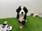 Berner Sennen pups, Dieren en Toebehoren, Honden | Bulldogs, Pinschers en Molossers, België, CDV (hondenziekte), Meerdere, Meerdere dieren