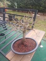 1 bonsai boom, Tuin en Terras, Ophalen