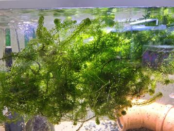 Waterpest beschikbaar voor biedingen