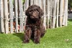 Medium Labradoodle pups met stamboom, Dieren en Toebehoren, Honden | Retrievers, Spaniëls en Waterhonden, België, Overige rassen