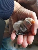 Dwergpapegaai, Meerdere dieren, Dwergpapegaai of Agapornis, Geringd