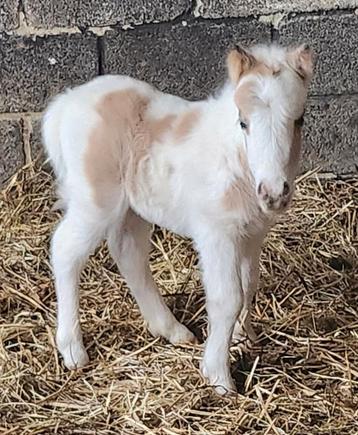 Mini paardjes, Dieren en Toebehoren, Meerdere dieren, Niet van toepassing, Recreatiepony, Gechipt