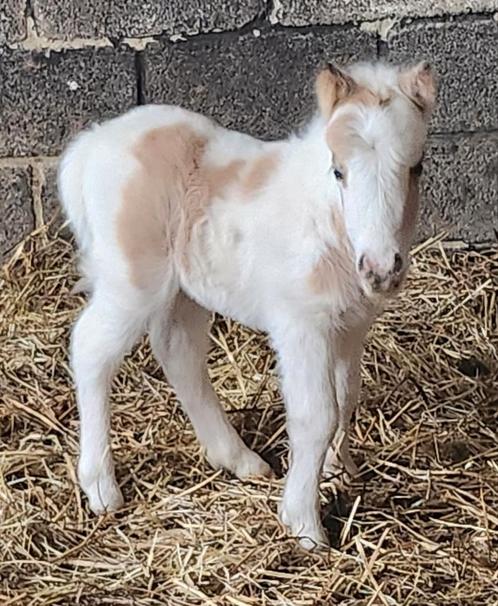 Mini paardjes, Dieren en Toebehoren, Pony's, Meerdere dieren, Niet van toepassing, Recreatiepony, Met stamboom, Gechipt, Ontwormd