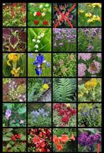 Tuinplanten ruilen, Ophalen