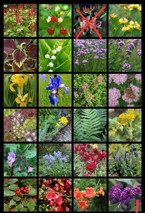 Tuinplanten ruilen, Tuin en Terras, Planten | Tuinplanten, Ophalen