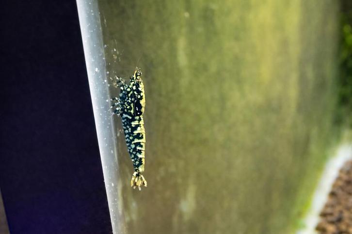 Galaxy snowflake's, Dieren en Toebehoren, Vissen | Aquariumvissen