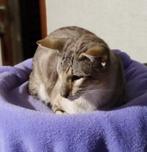 Siamese Seal Tabby Point kater met Stamboom, Dieren en Toebehoren, Katten en Kittens | Raskatten | Korthaar, Kater, Gechipt, 3 tot 5 jaar