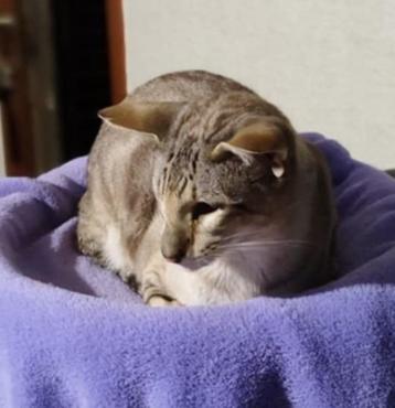 Siamese Seal Tabby Point kater met Stamboom beschikbaar voor biedingen