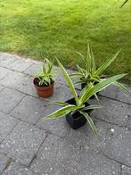 Stekjes, Tuin en Terras, Ophalen
