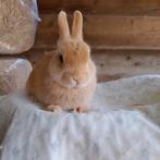 Kleurdwerg geel, Animaux & Accessoires, Lapins, Mâle, Nain, 0 à 2 ans