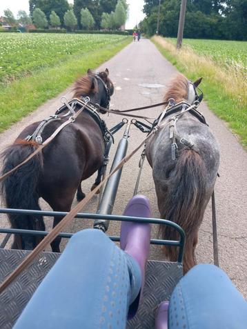 Shetlandponys 1m (nog eens nagemeten) beschikbaar voor biedingen