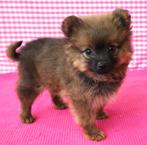 Super mooie Keeshond pups!, Keeshond, 15 weken tot 1 jaar, Buitenland, CDV (hondenziekte)