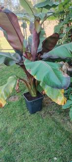 Ensete ventricosum maurellii, Ophalen