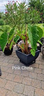 Colocasia pink china, Tuin en Terras, Planten | Tuinplanten, Ophalen, Vaste plant