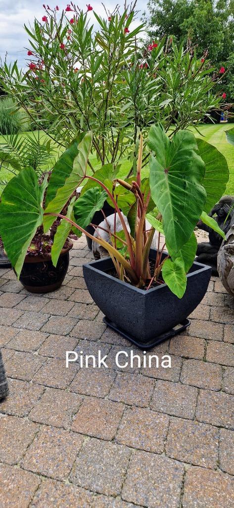 Colocasia pink china, Tuin en Terras, Planten | Tuinplanten, Vaste plant, Ophalen