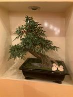 Kunststof bonsai boompje, Enlèvement, Comme neuf, Intérieur