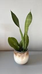 sanseveria moonshine, Ophalen, In pot