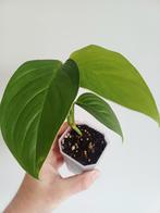 Monstera ec7 (noid), Overige soorten, In pot, Minder dan 100 cm, Groene kamerplant