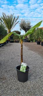 Banaanplant Musa Basjoo, Tuin en Terras, Ophalen