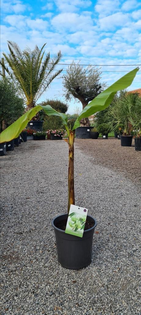 Banaanplant Musa Basjoo, Tuin en Terras, Planten | Bomen, Ophalen