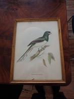Illustration Oiseau + cadre, Ophalen