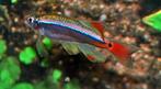 Hobbyaquarium Tanichthys albonubes Longfin, Dieren en Toebehoren, Vis, Zoetwatervis, Schoolvis