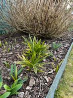 Te koop, zelfgekweekte winterharde palmbomen, Tuin en Terras, Ophalen