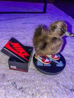 Walking duck OFFWHITExJordan taxidermy popart, Collections, Collections Animaux, Comme neuf, Enlèvement ou Envoi