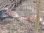 Prachtig koppel rode ardenner kalkoennen, Dieren en Toebehoren, Pluimvee