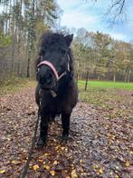 Opzoek naar weidemaatje/ pony, Dieren en Toebehoren, Merrie, Niet van toepassing