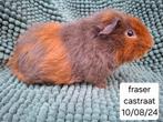 Cavia castraten uit Asiel, Dieren en Toebehoren, Cavia