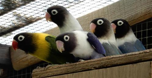 jonge dwergpapegaaitjes (Agapornis Personata), Dieren en Toebehoren, Vogels | Parkieten en Papegaaien, Geringd